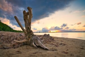 A large piece of driftwood, once part of a majestic tree, lies on a sandy beach in Puerto Rico at sunset, with clouds in the sky and green foliage in the background.