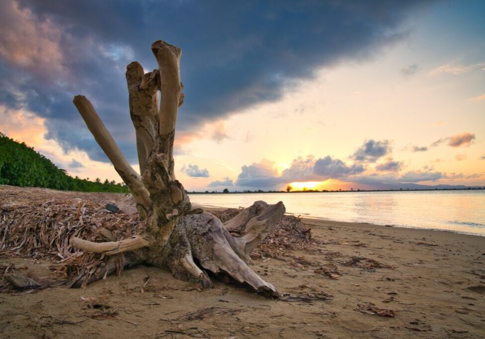 A large piece of driftwood, once part of a majestic tree, lies on a sandy beach in Puerto Rico at sunset, with clouds in the sky and green foliage in the background.